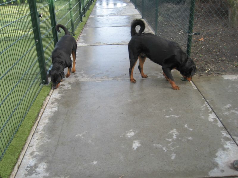 Twee rottweilers snuffelen op het betonpad langs een speelweide