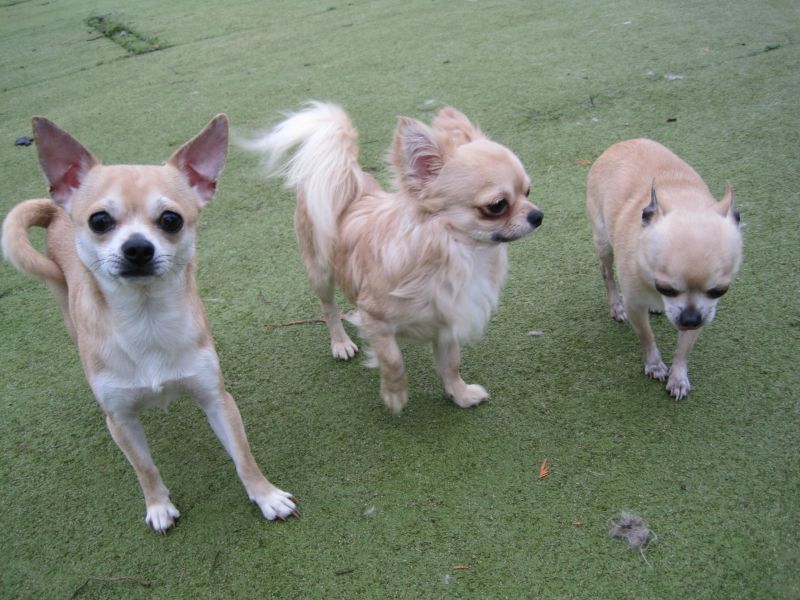 Drie chihuahua’s op de speelweide