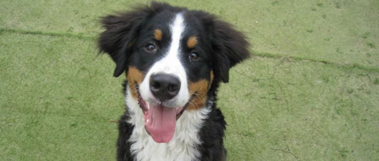 Berner sennen pup op het gras van de speelweide