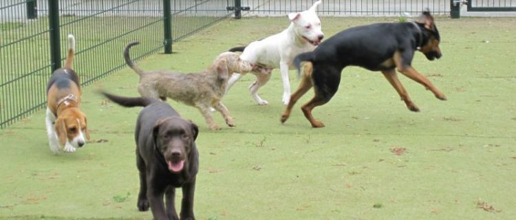 Honden rennen samen over het gras
