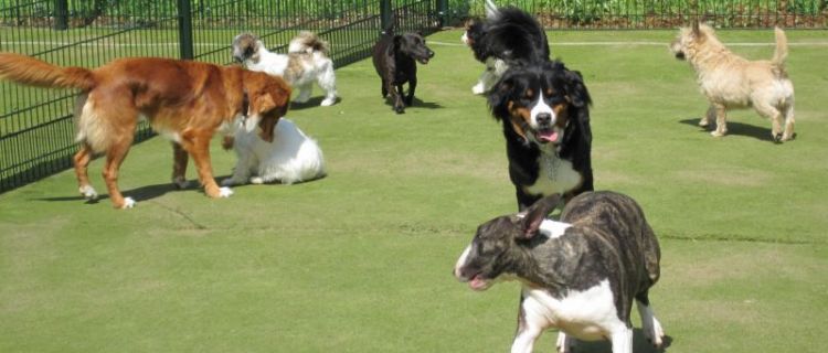 Spelende honden met een Berner sennen in het midden