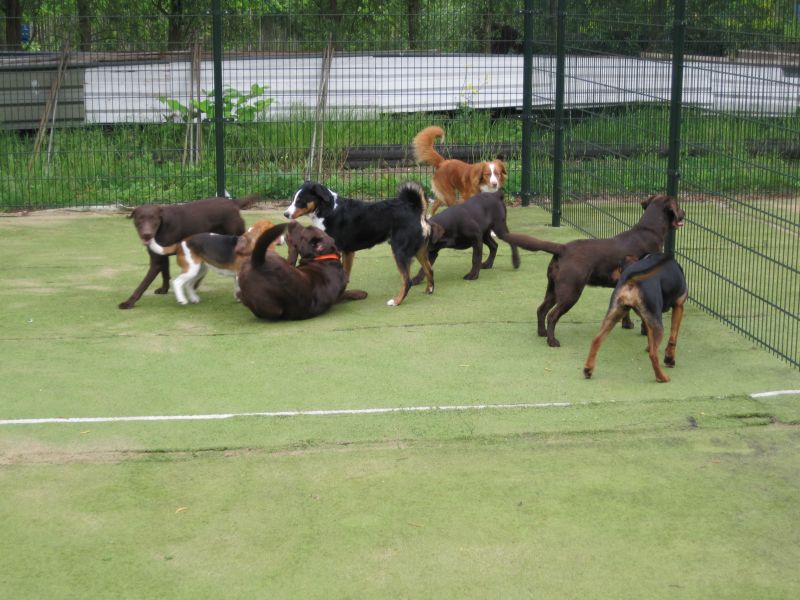 Groep honden speelt samen op een speelweide