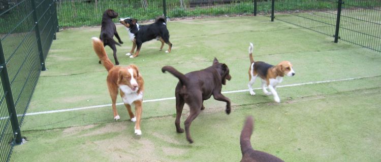 Honden in volle vaart op de speelweide