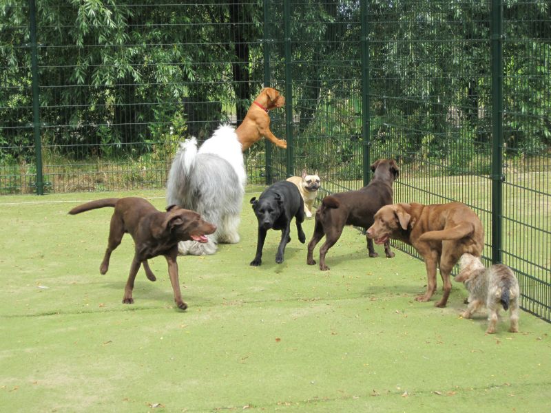 Honden rennen en spelen bij het hek van de weide