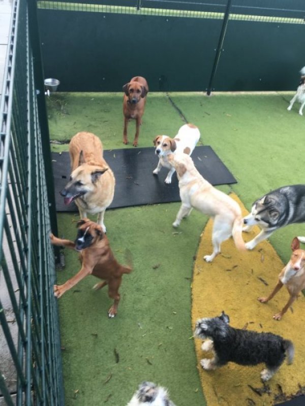 Een groep honden op de speelweide bij de gele mat