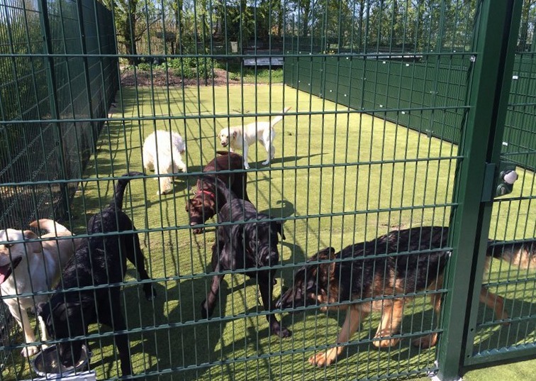 Honden achter het hek van de speelweide